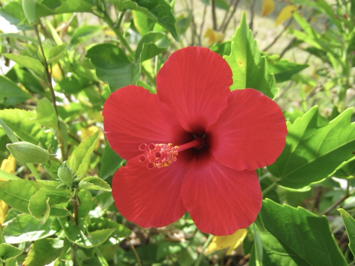 It’s a self-introduction!! And an introduction of the St. RAPT’s&nbsp;blog.