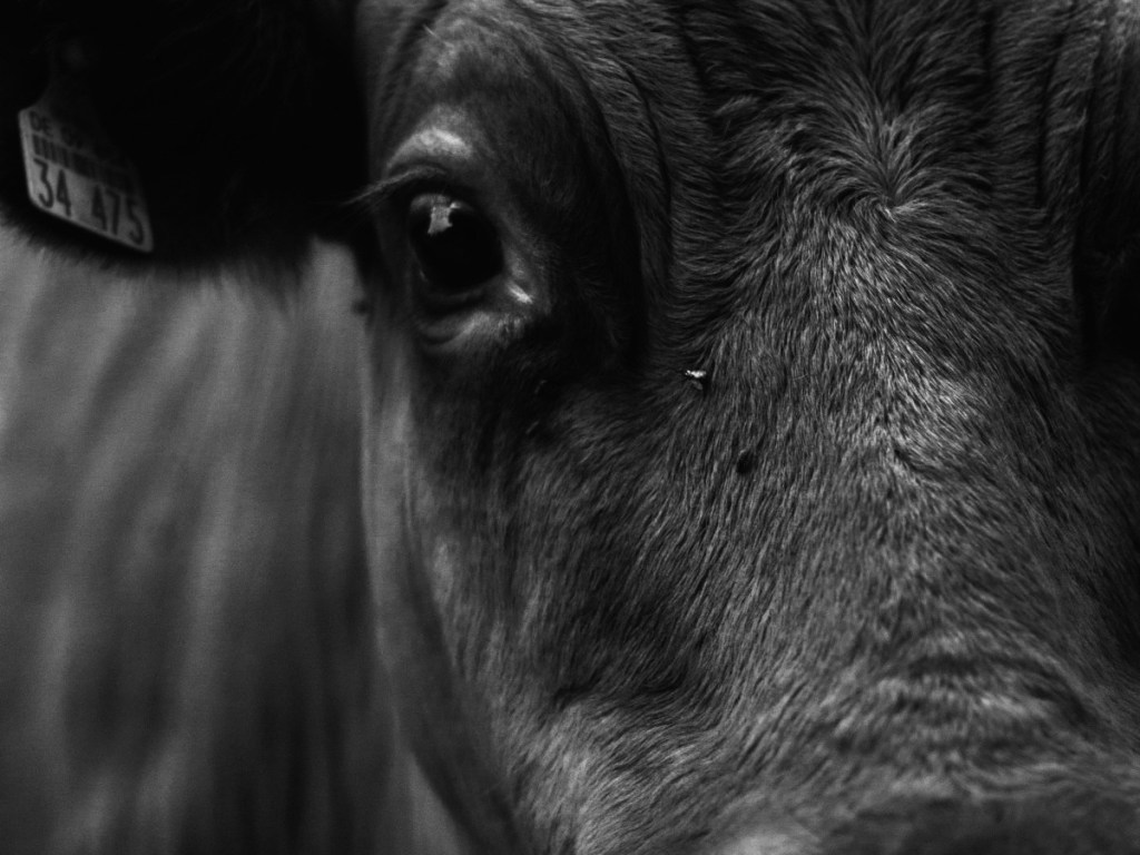 悪魔バアルについてまとめてみます